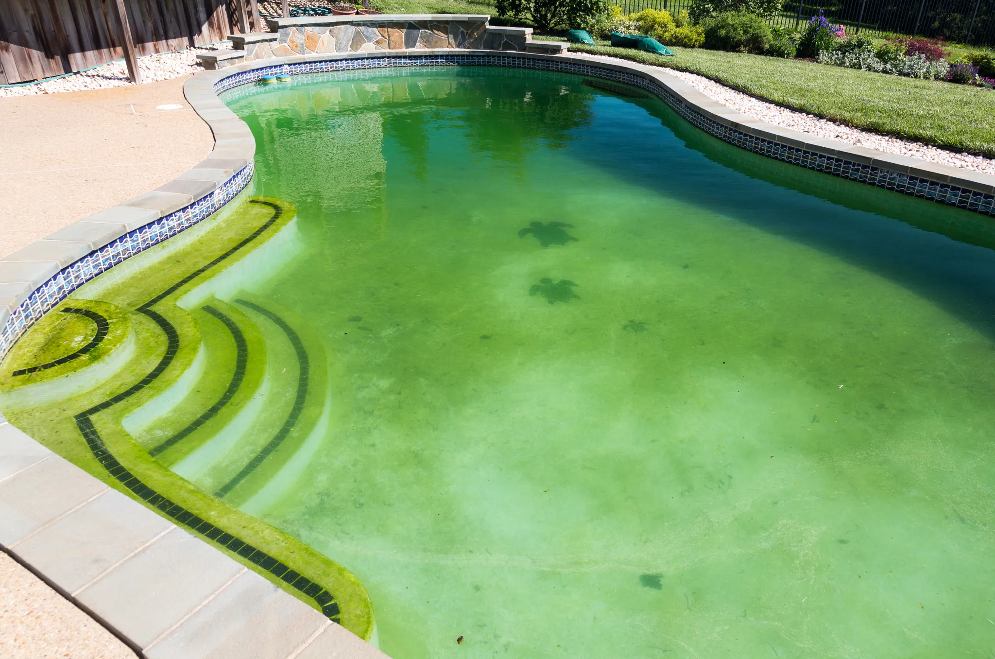 Struggling With Pool Care Photo
